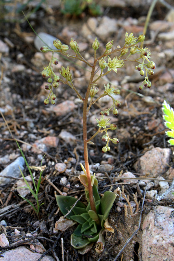 Изображение особи Rosularia glabra.