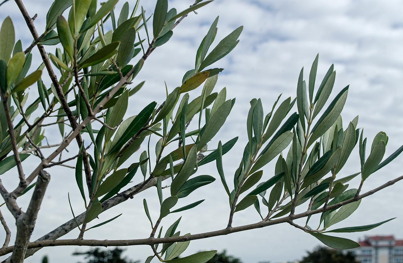 Image of Olea europaea specimen.