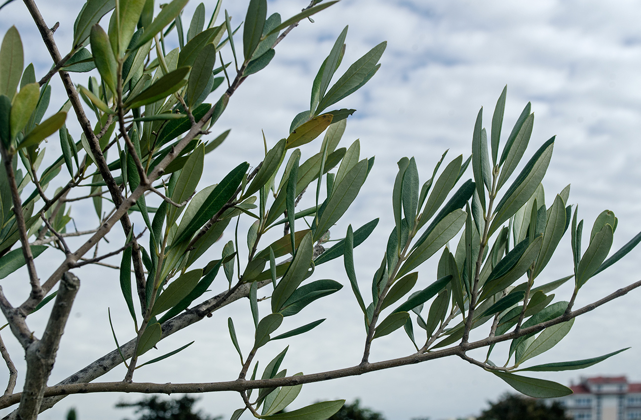 Изображение особи Olea europaea.