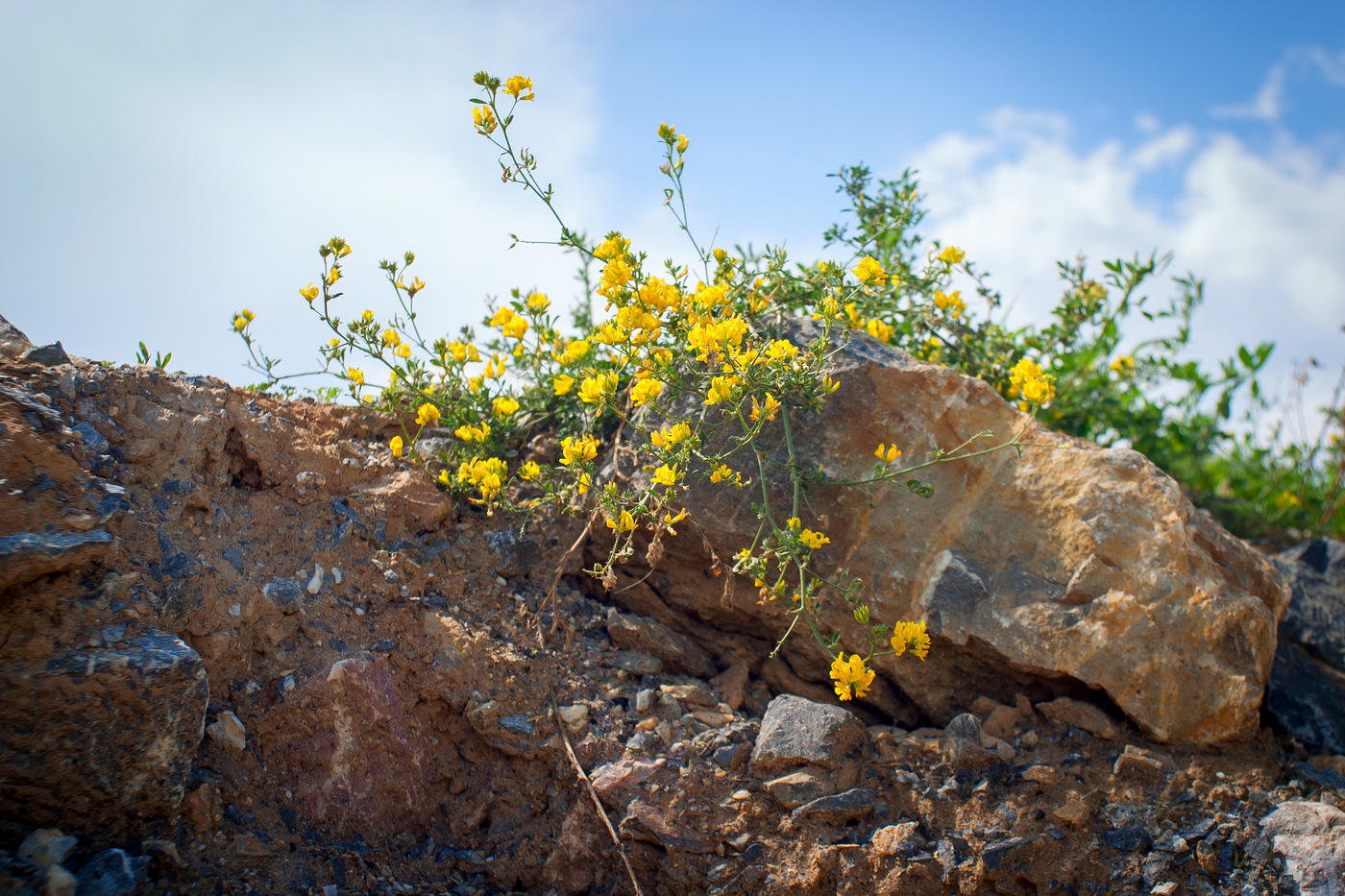 Изображение особи Medicago falcata.