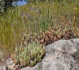 Sedum sediforme