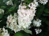 Hydrangea paniculata