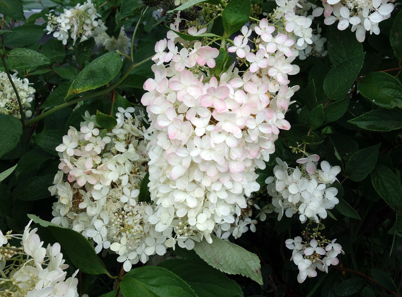 Image of Hydrangea paniculata specimen.