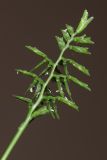 Sclerochloa dura