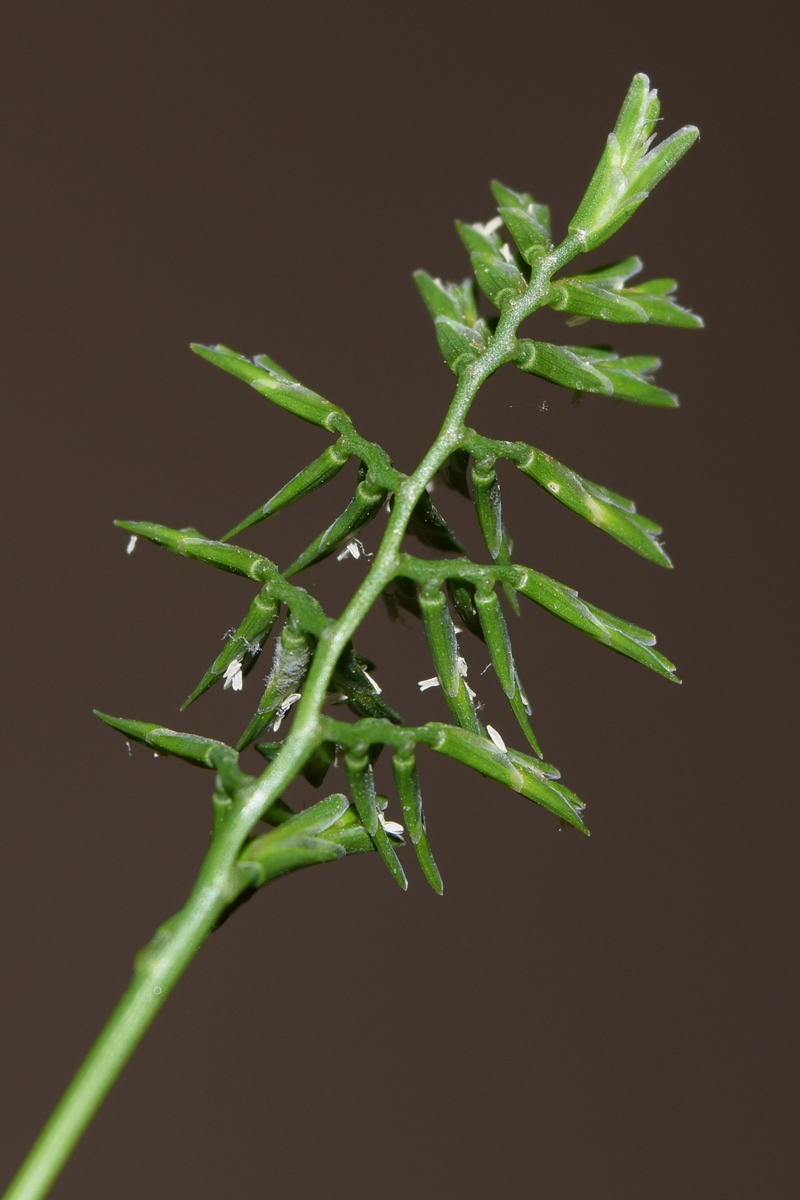 Image of Sclerochloa dura specimen.