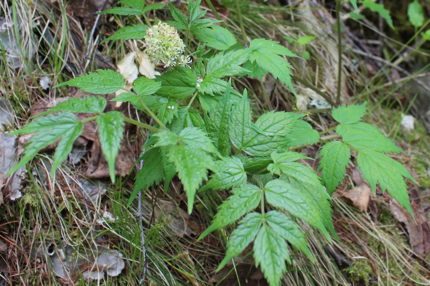 Изображение особи Actaea erythrocarpa.