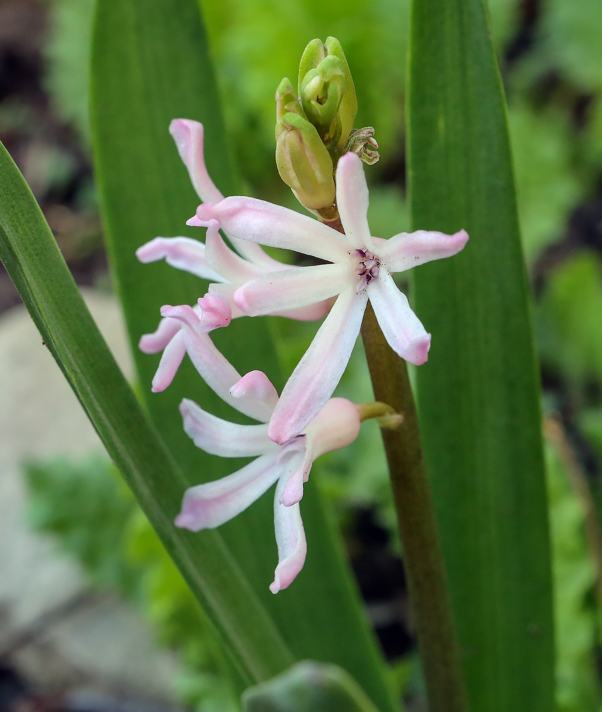 Изображение особи Hyacinthus orientalis.