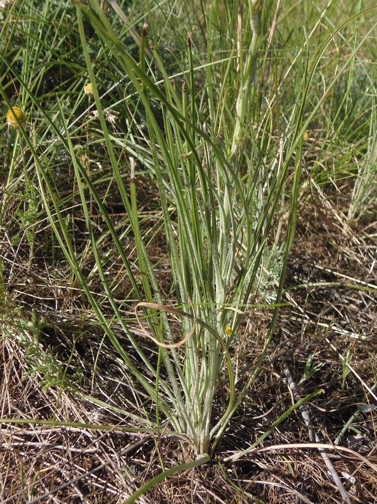 Image of Scorzonera stricta specimen.