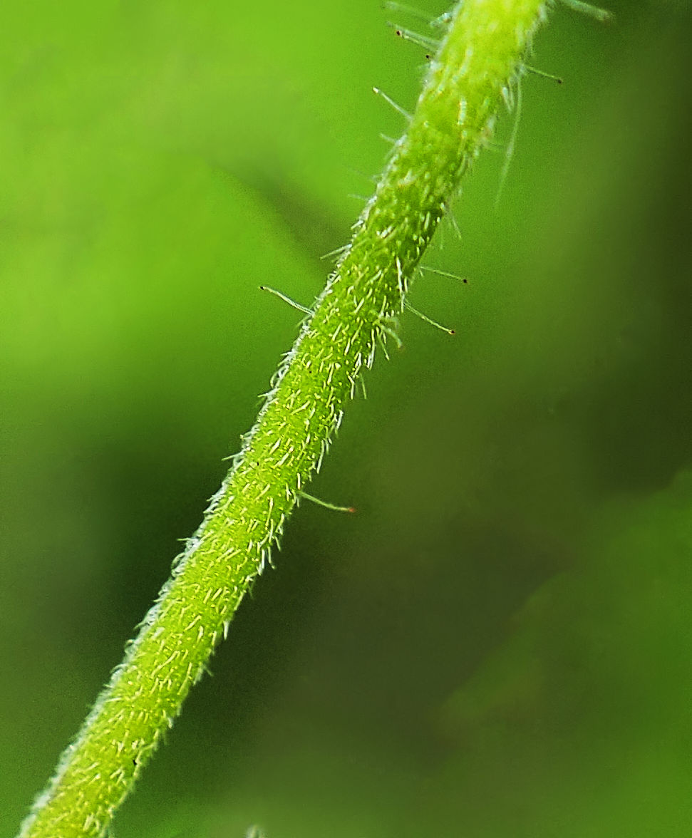 Image of Geranium gorbizense specimen.