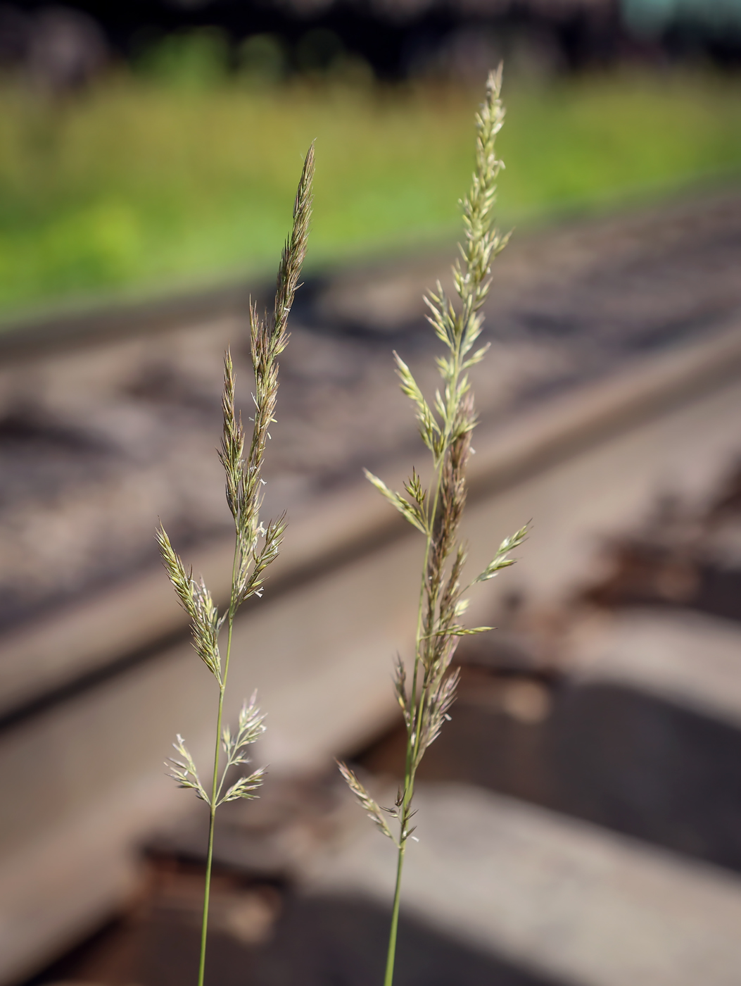 Изображение особи Calamagrostis epigeios.