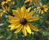 Rudbeckia hirta