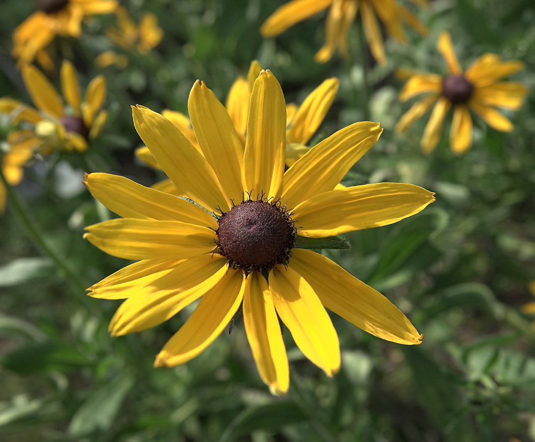 Image of Rudbeckia hirta specimen.