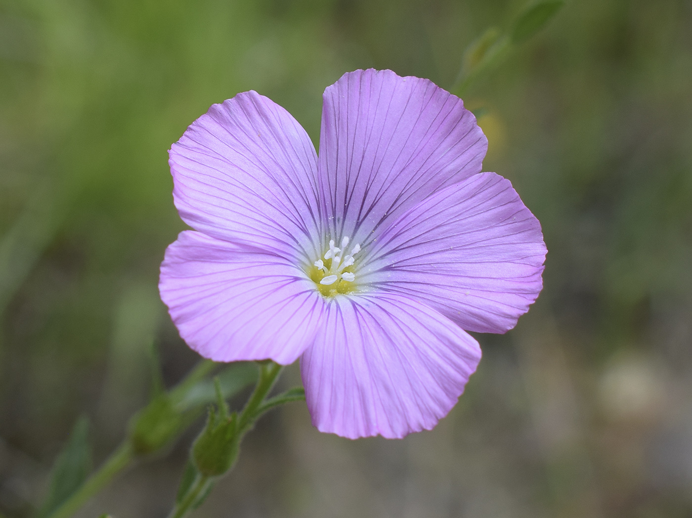 Image of Linum viscosum specimen.
