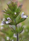 Euphrasia stricta