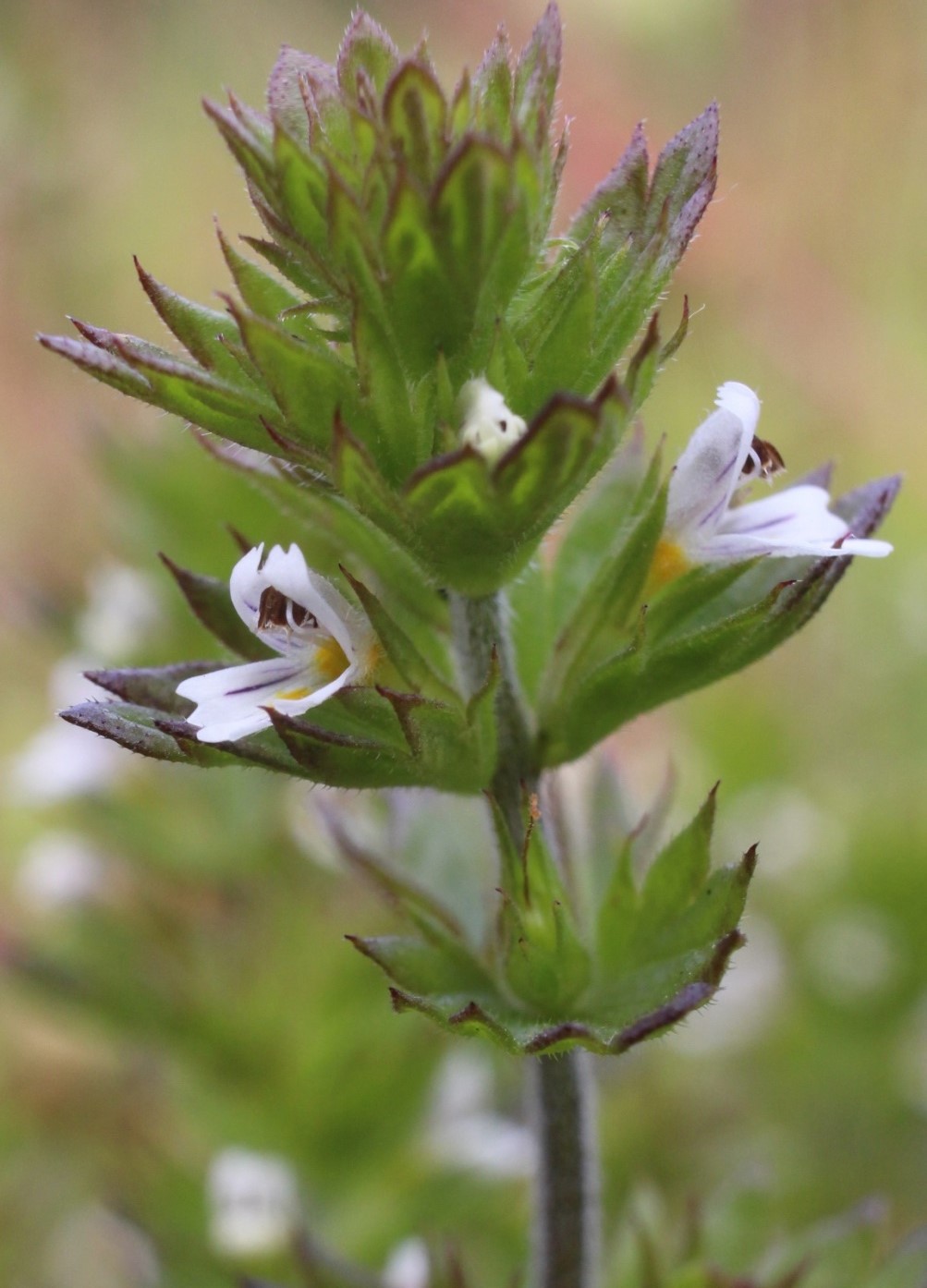 Image of Euphrasia stricta specimen.