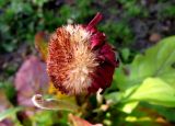 Gerbera jamesonii