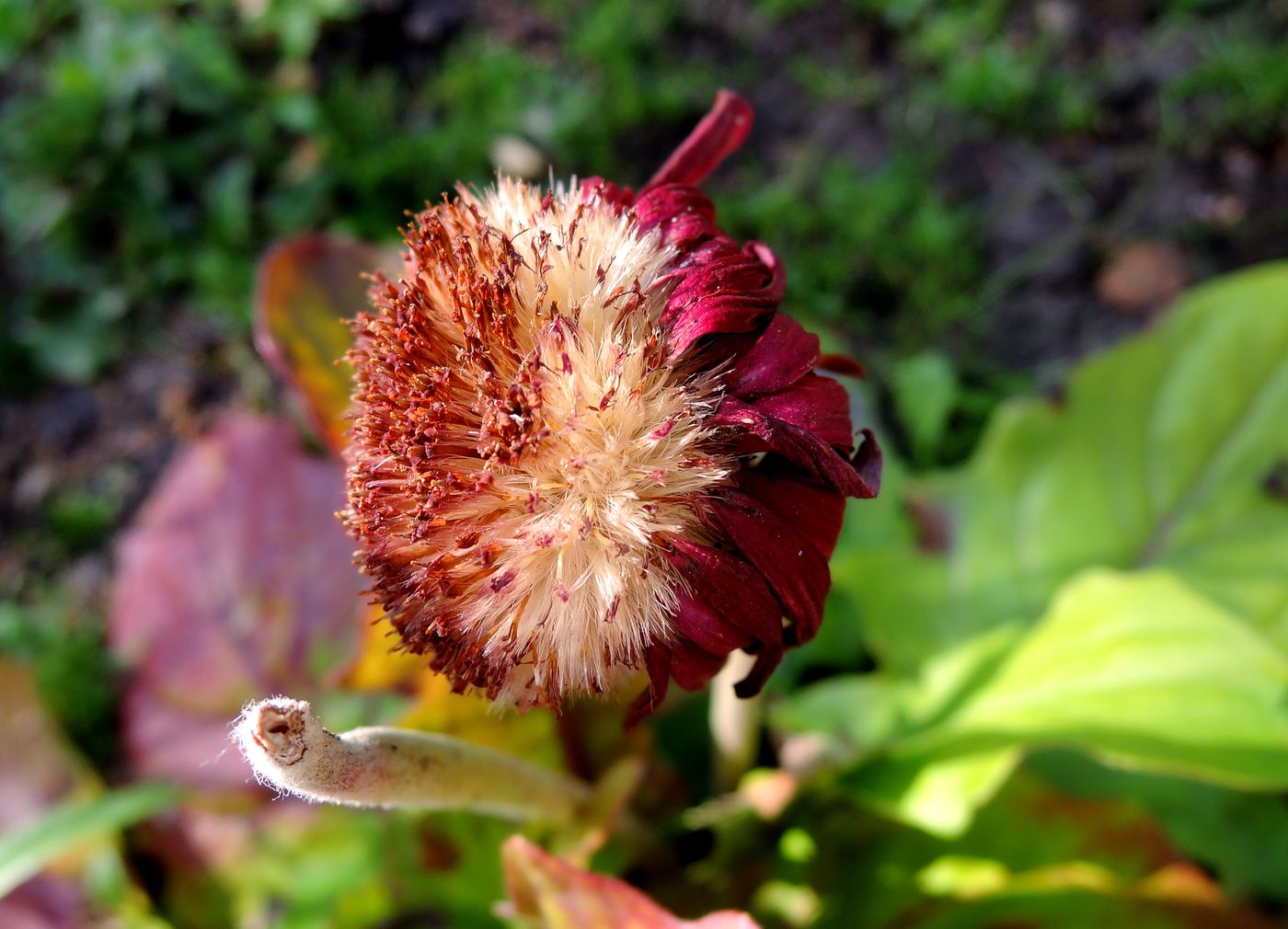 Image of Gerbera jamesonii specimen.