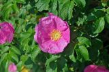 Rosa rugosa. Цветок и верхушки листьев. Московская обл., г. Железнодорожный, в культуре. 19.06.2020.