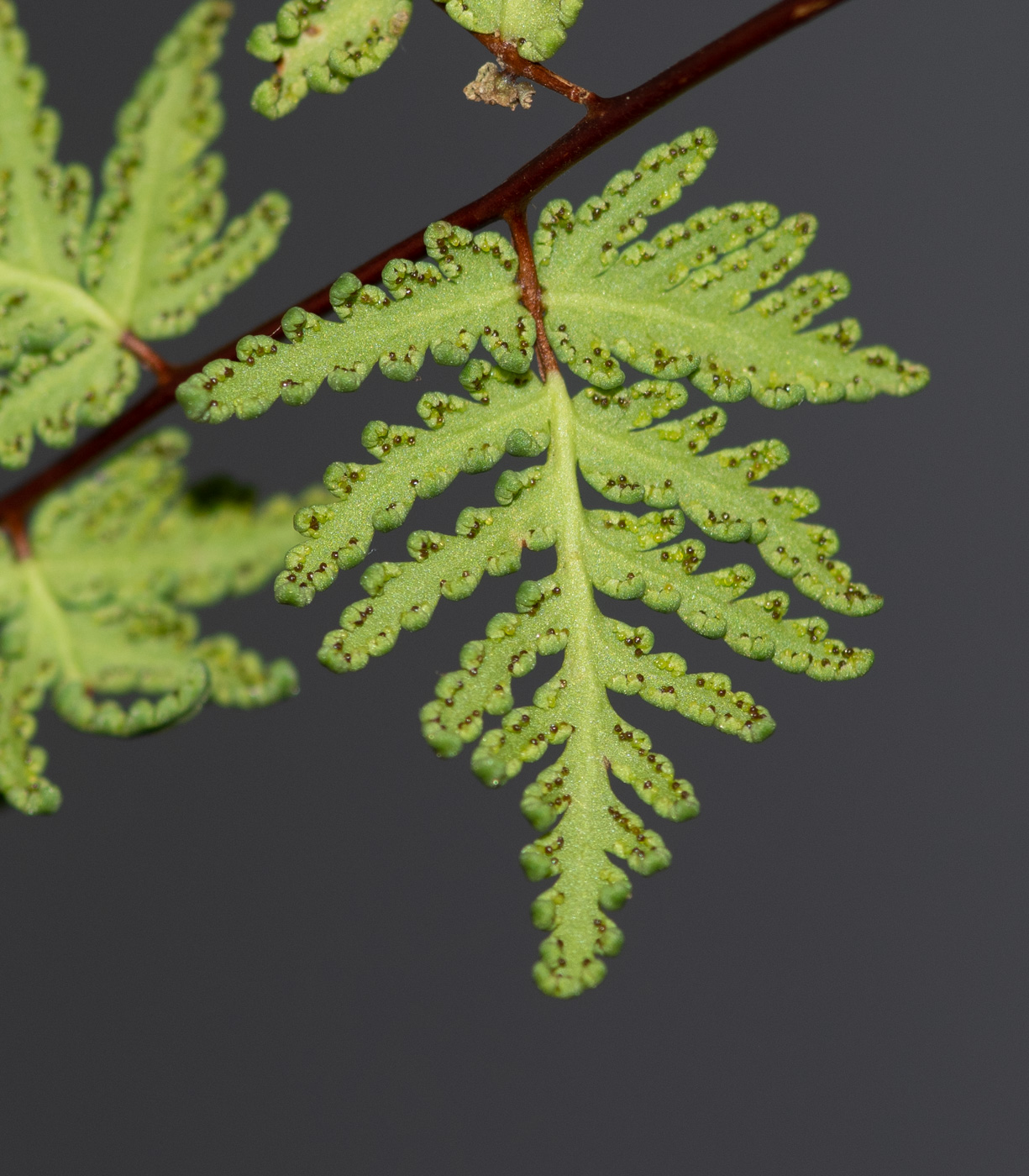 Изображение особи Cheilanthes dinteri.