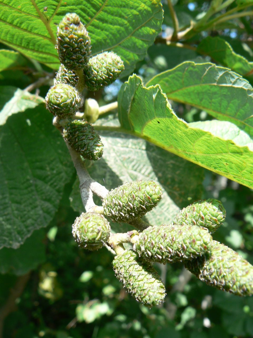 Image of Alnus hirsuta specimen.