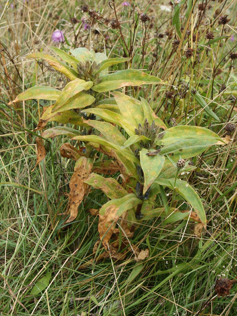 Image of Gentiana cruciata specimen.