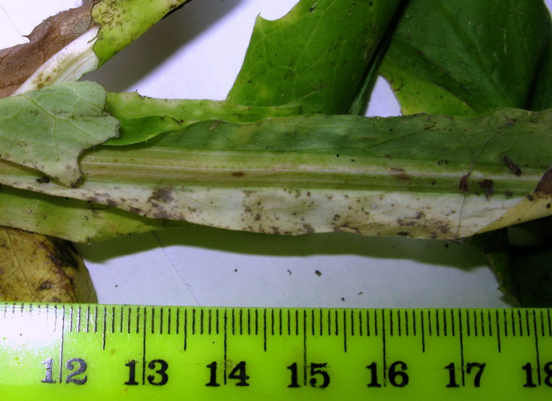 Image of Saussurea stolbensis specimen.