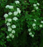 Spiraea flexuosa