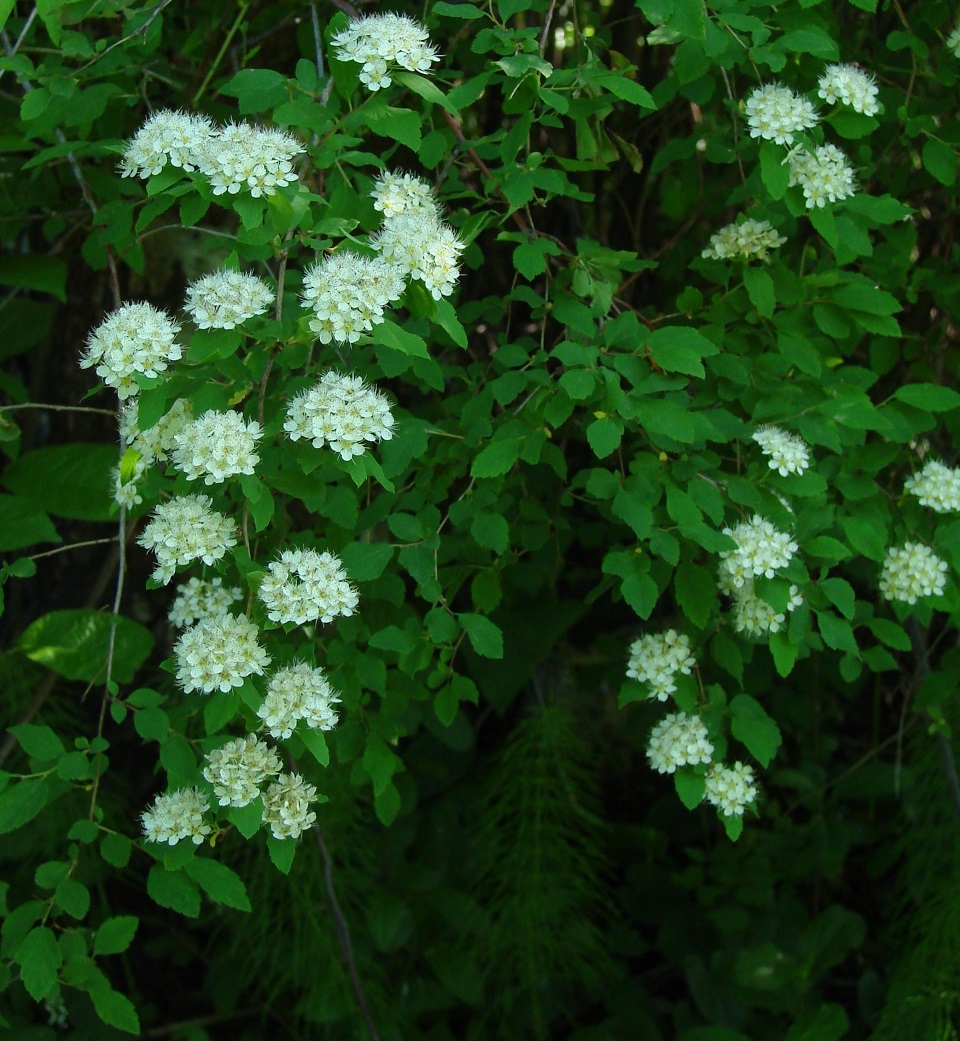 Изображение особи Spiraea flexuosa.