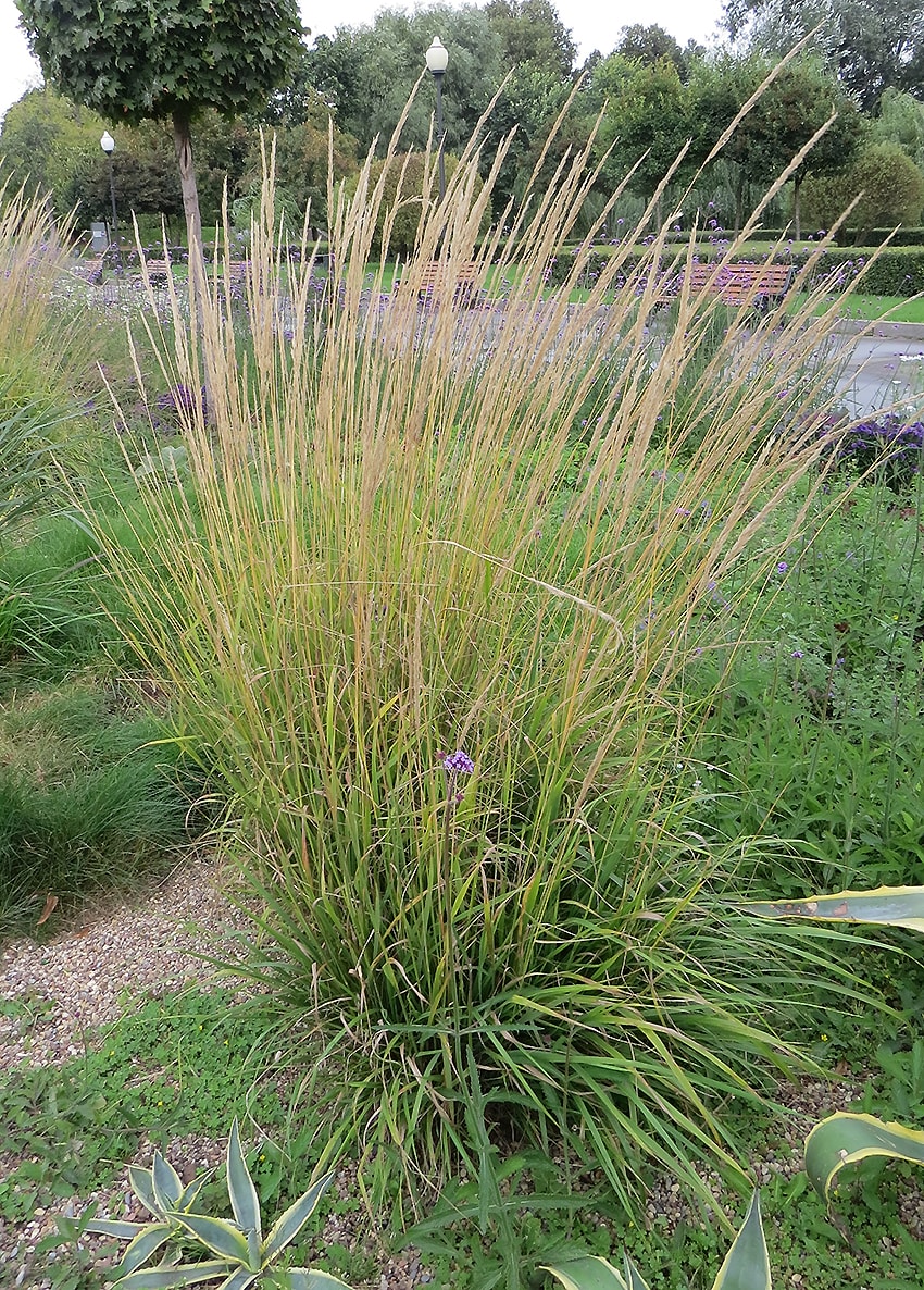 Image of Calamagrostis × acutiflora specimen.