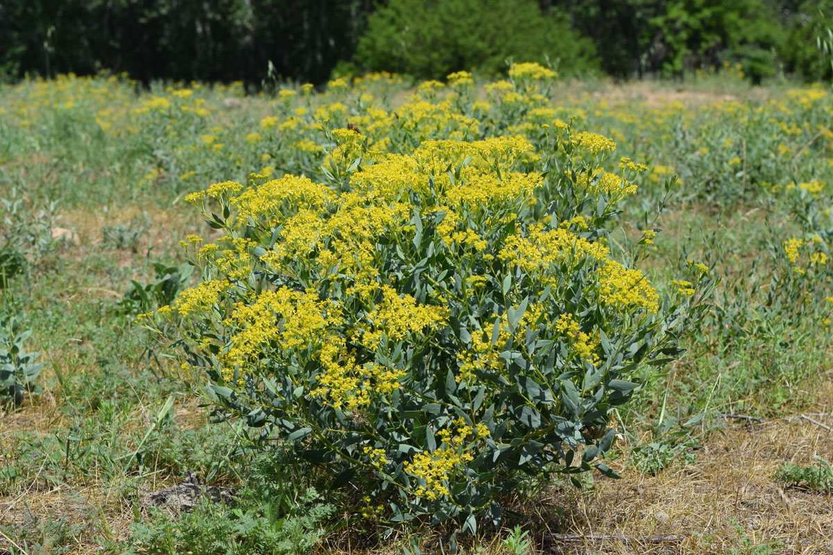 Image of Haplophyllum perforatum specimen.