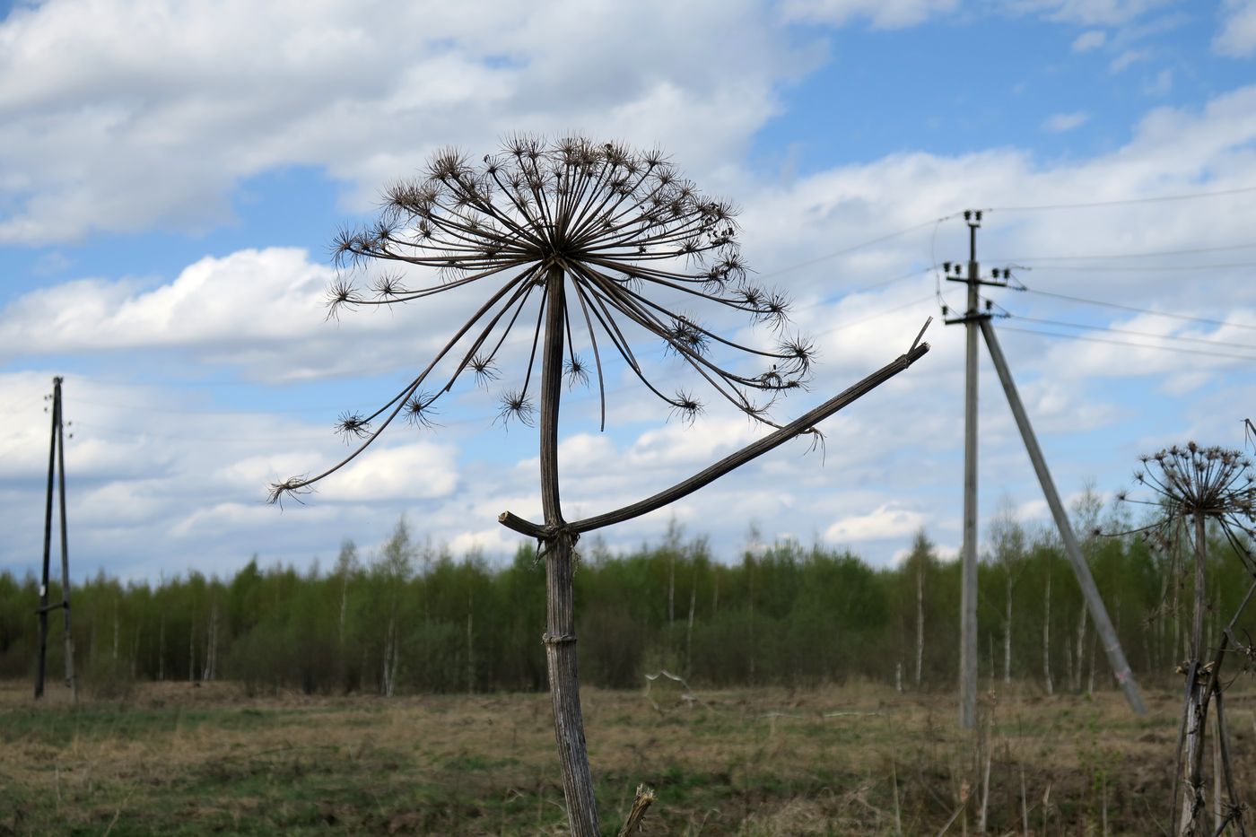 Image of Heracleum sosnowskyi specimen.