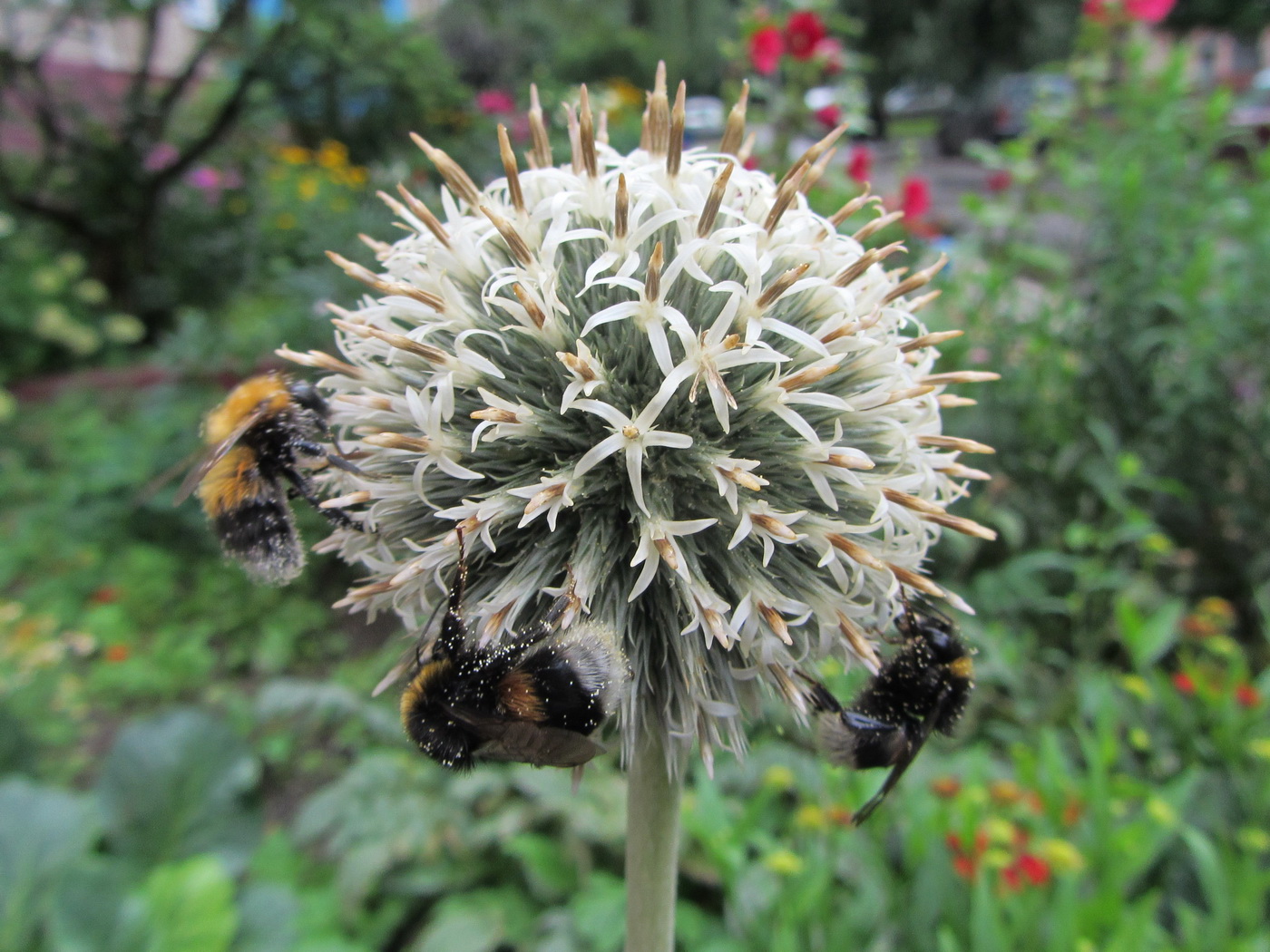 Изображение особи Echinops exaltatus.