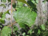 Betula pubescens