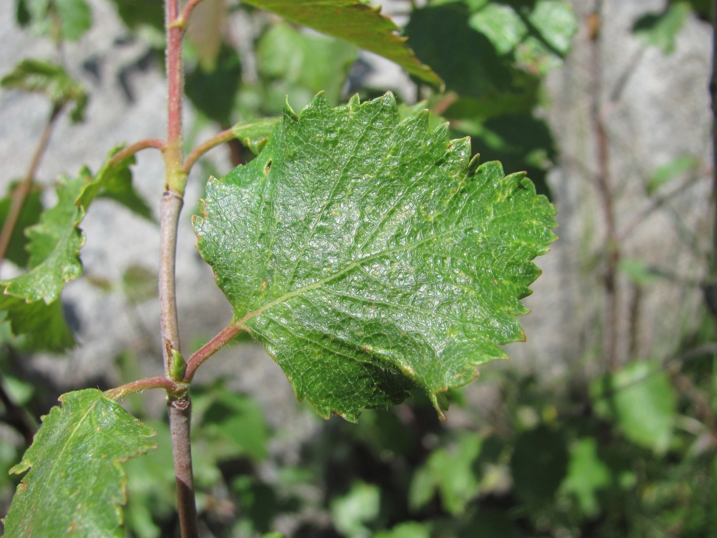 Image of Betula pubescens specimen.