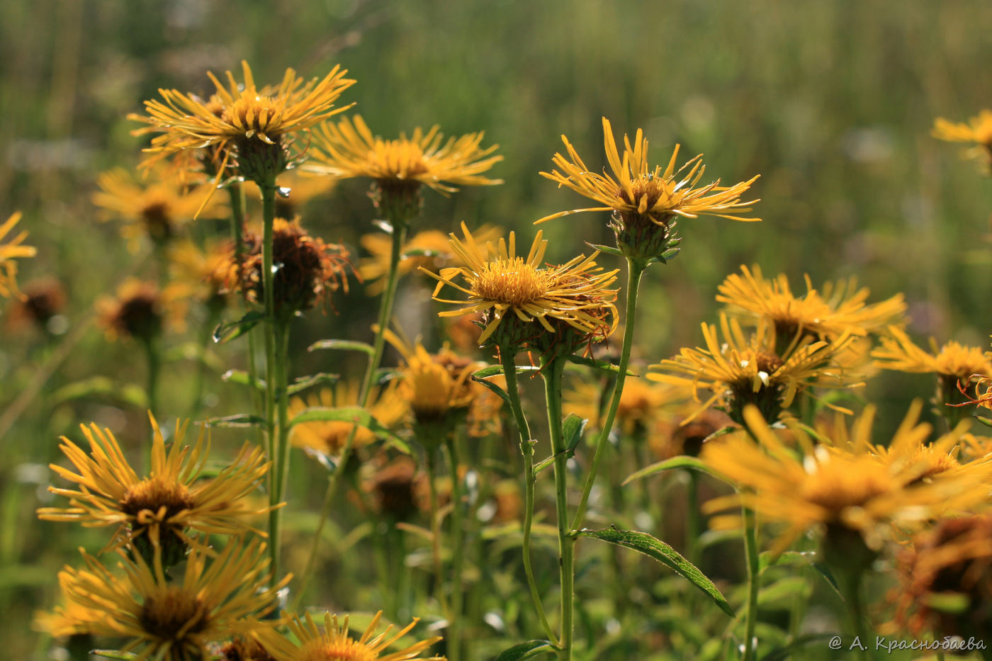 Image of Inula salicina specimen.