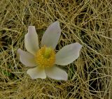 Pulsatilla vernalis