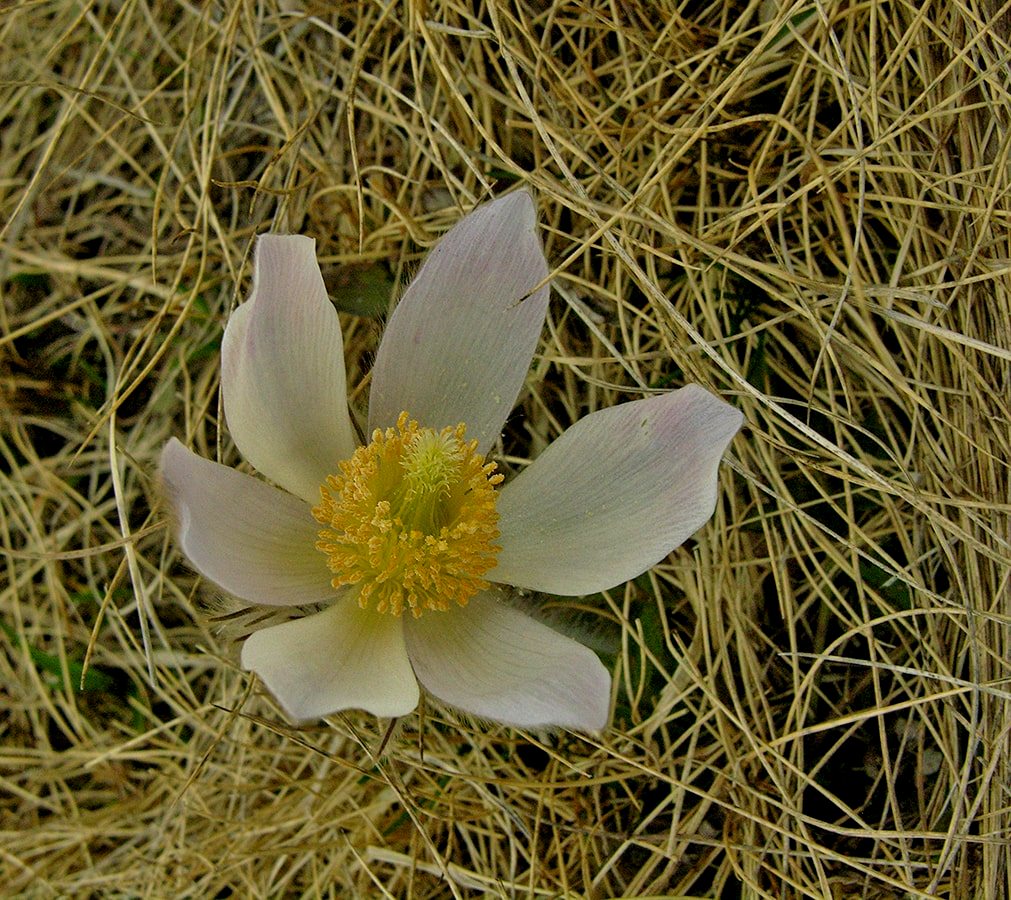 Изображение особи Pulsatilla vernalis.