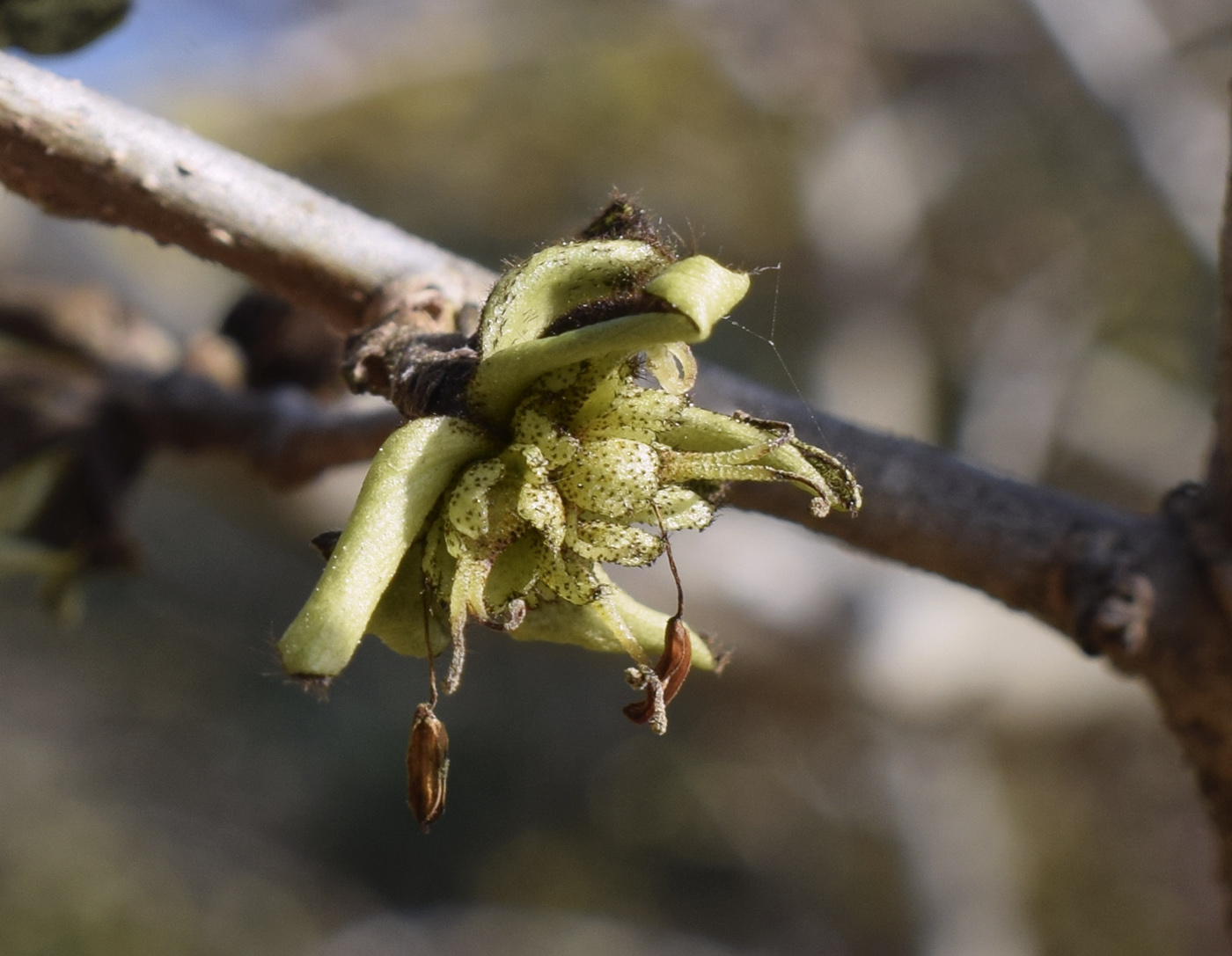 Изображение особи Parrotia persica.