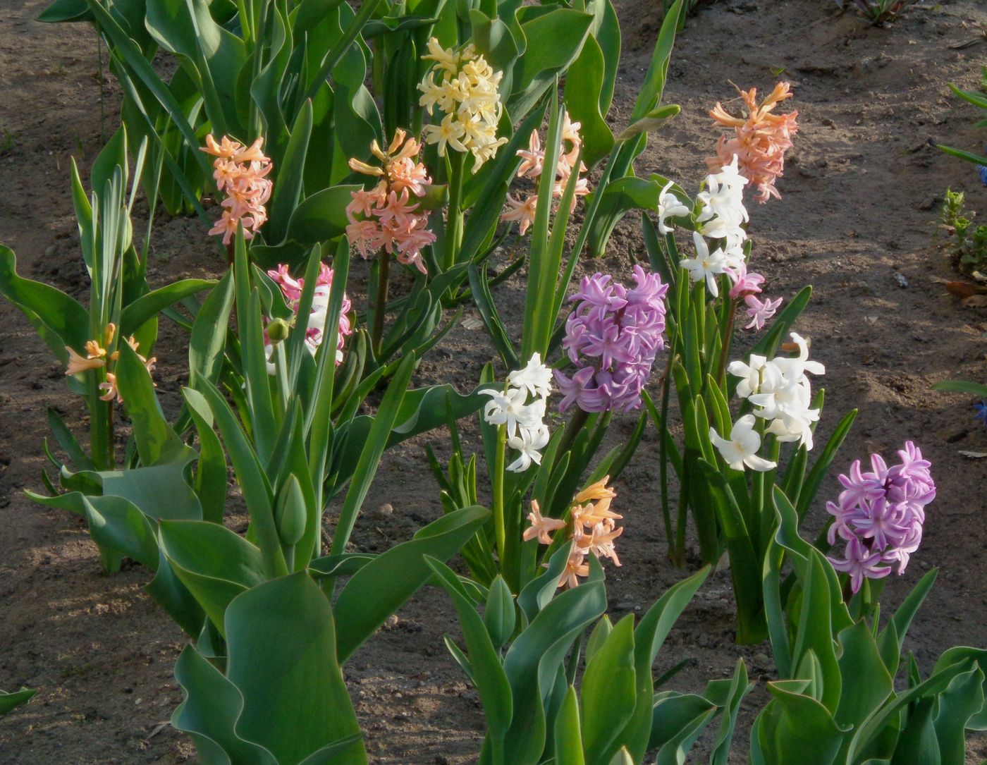 Image of Hyacinthus orientalis specimen.