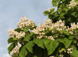 Catalpa bignonioides. Ветви с соцветиями. Краснодарский край, Темрюкский р-н, станица Голубицкая, в озеленении. 11.06.2019.