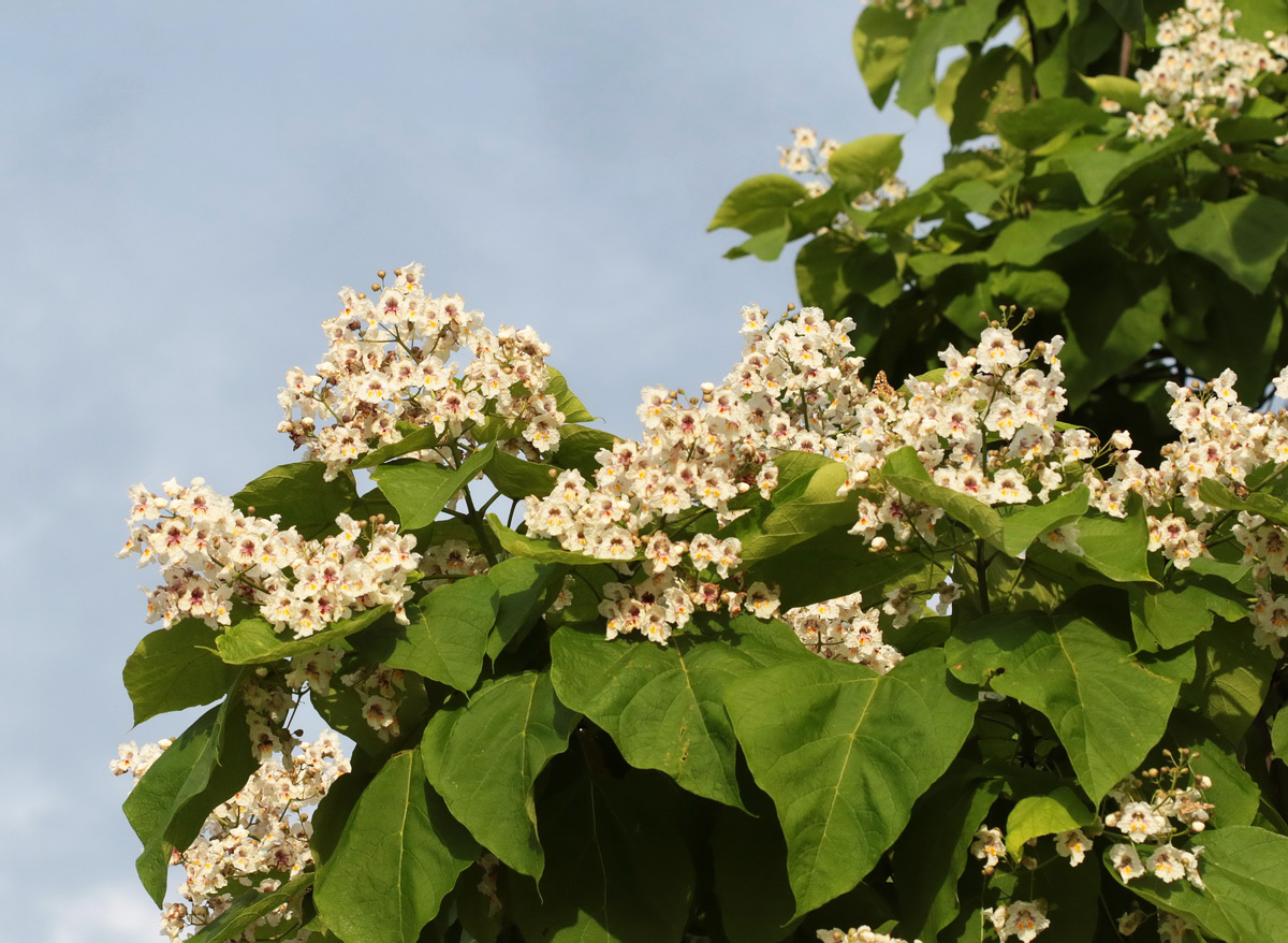 Изображение особи Catalpa bignonioides.