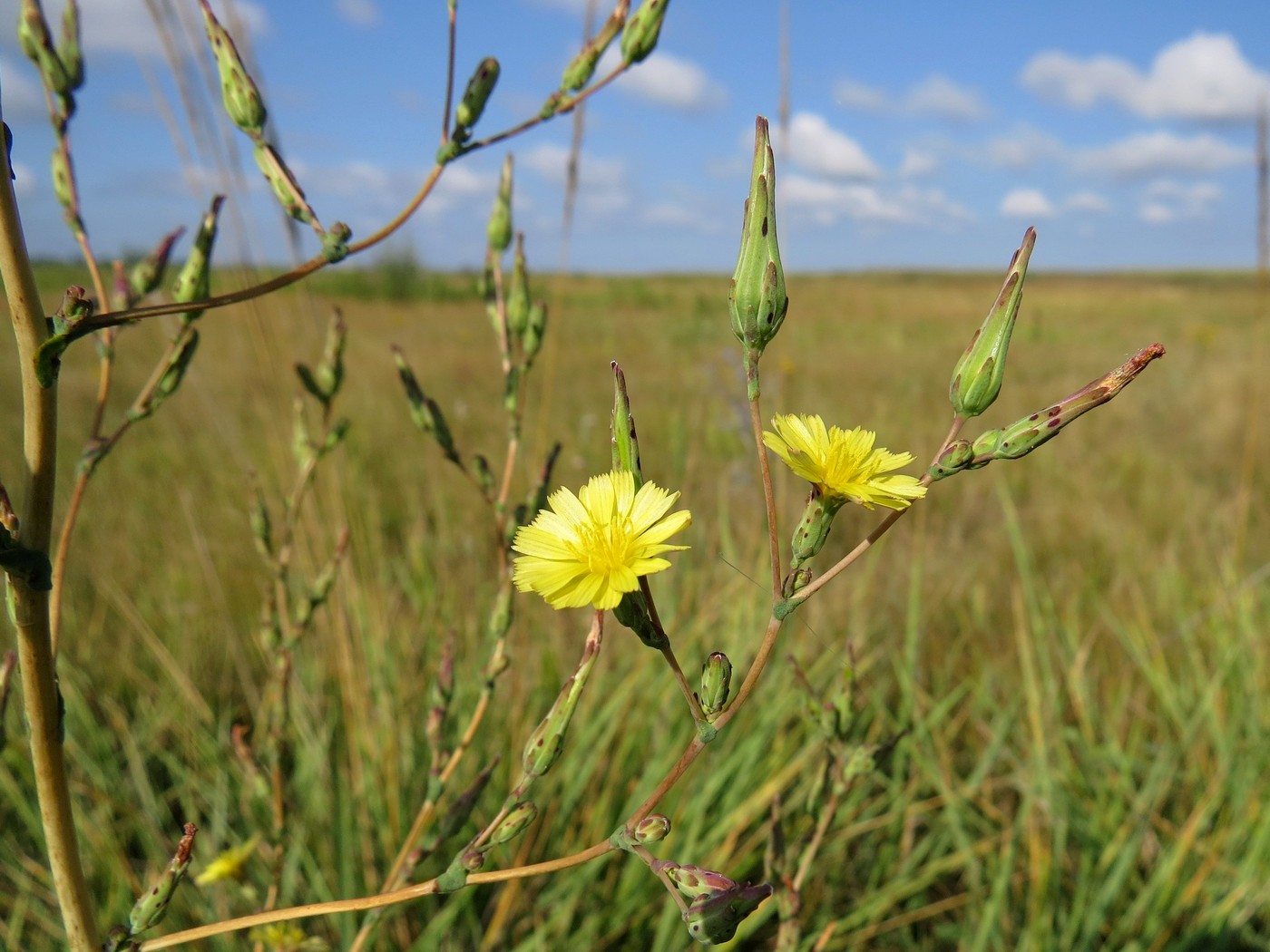 Изображение особи Lactuca serriola.