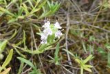 Thymus aznavourii