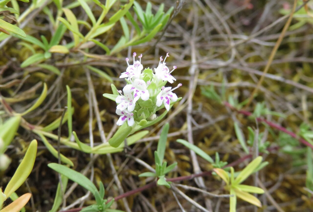 Изображение особи Thymus aznavourii.