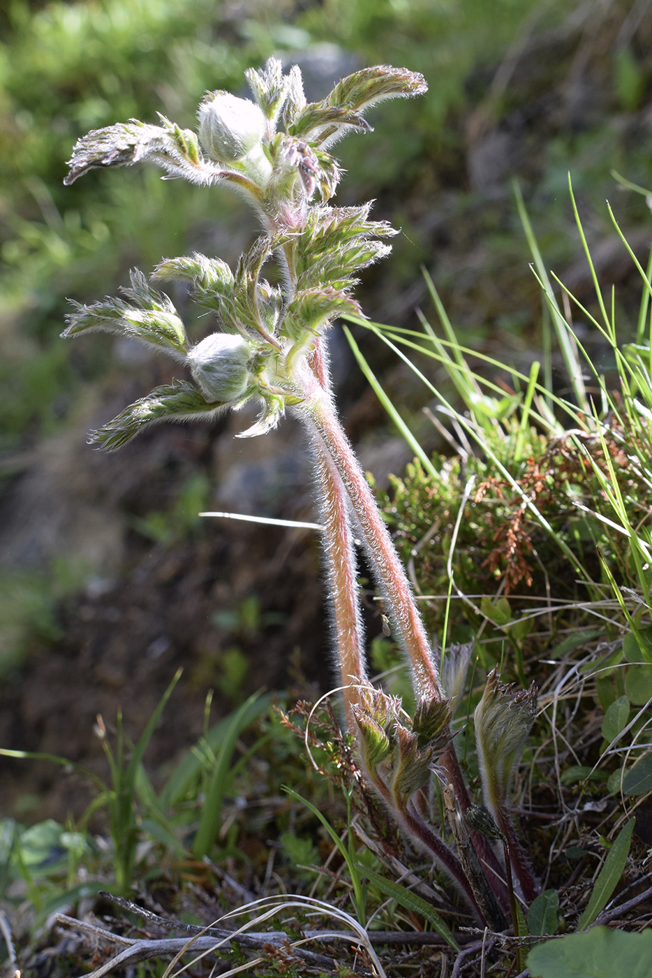 Image of Pulsatilla alpina ssp. apiifolia specimen.