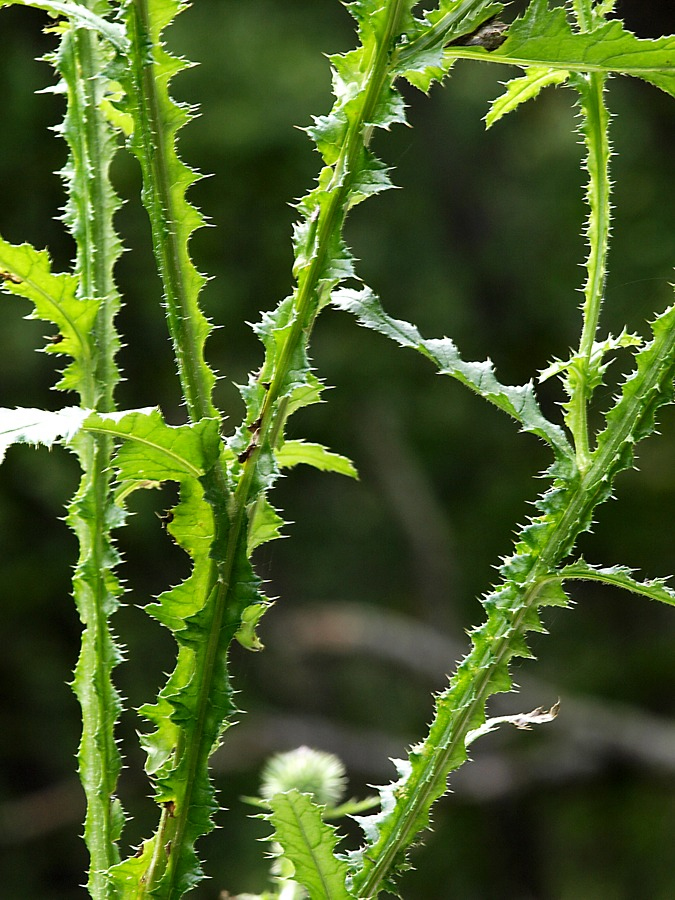 Image of Carduus crispus specimen.