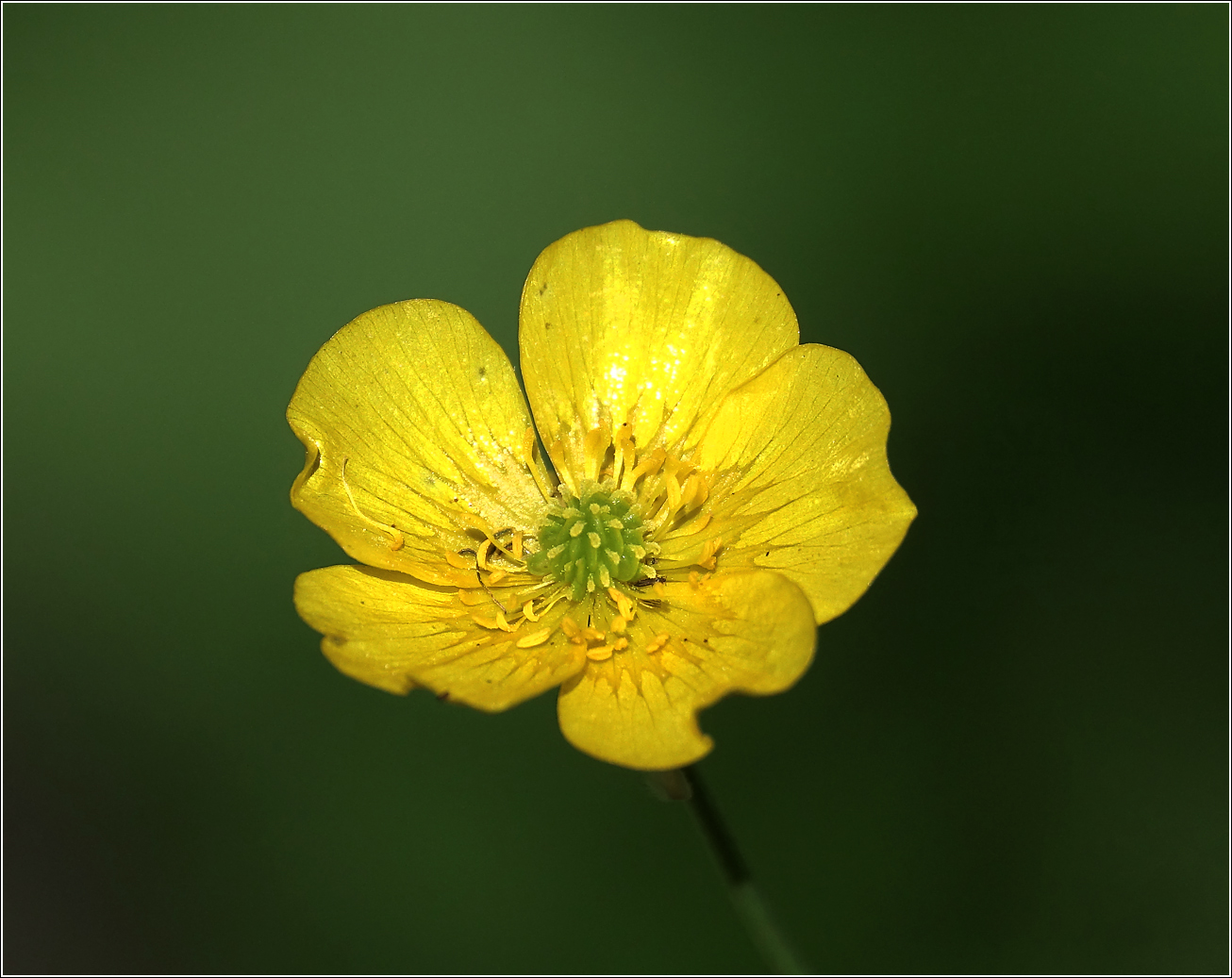 Изображение особи Ranunculus repens.