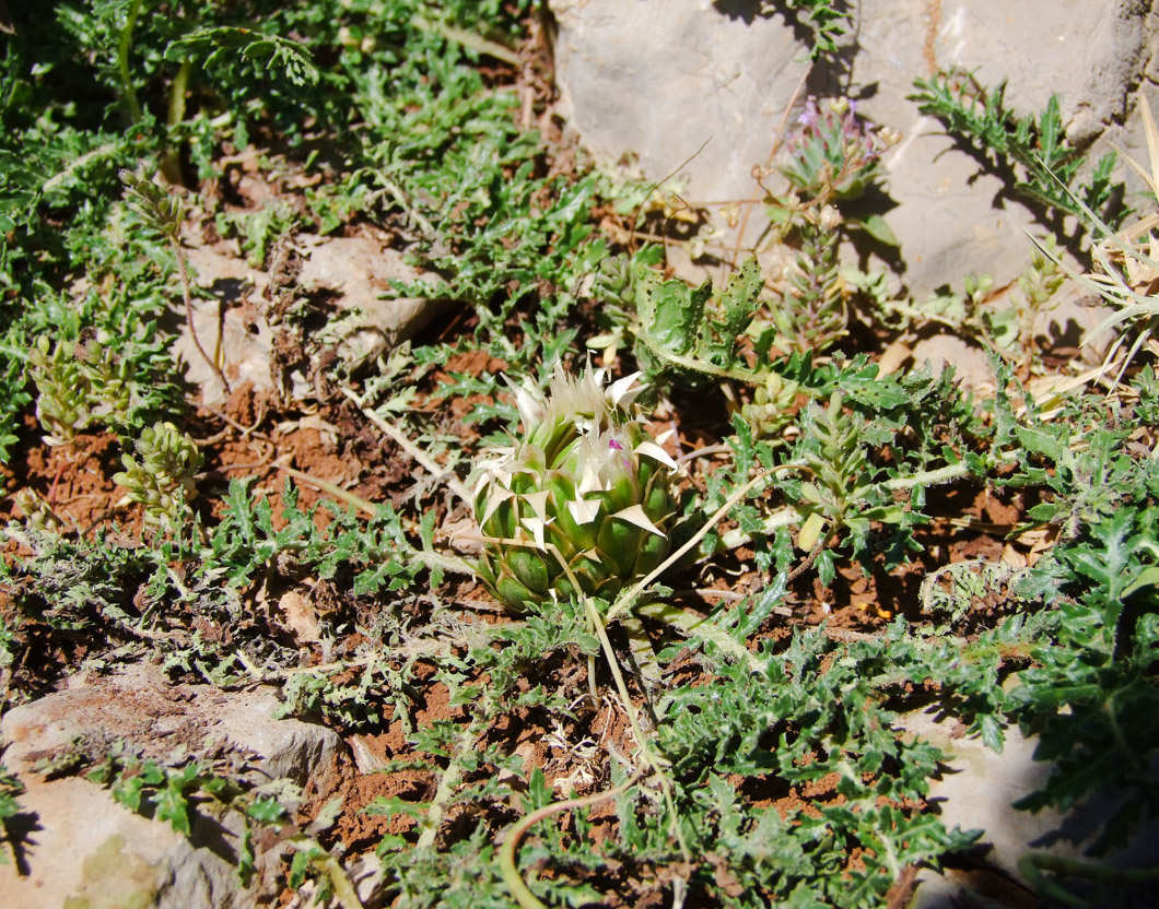 Image of Klasea pusilla specimen.