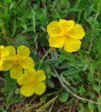 genus Helianthemum