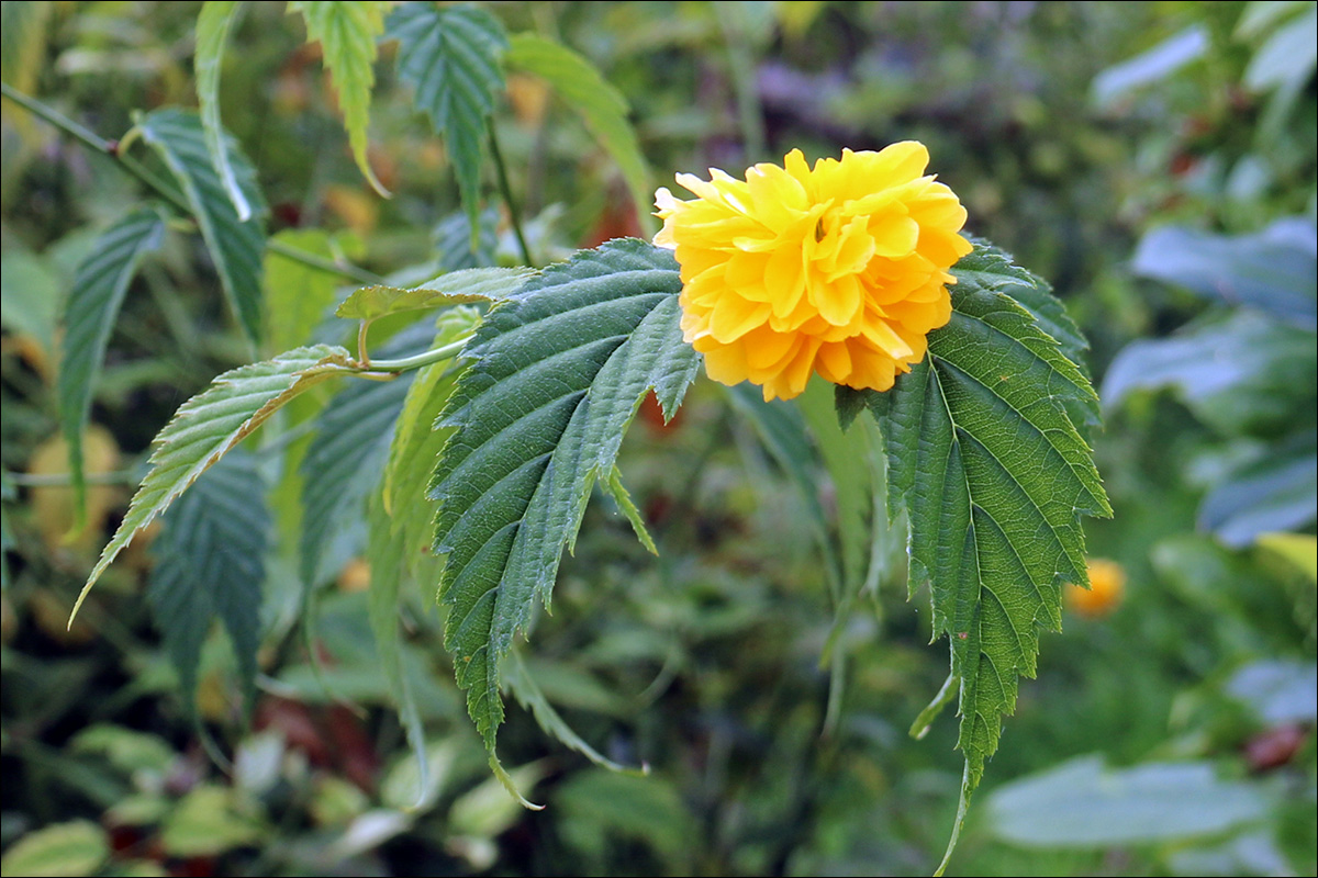 Изображение особи Kerria japonica var. pleniflora.